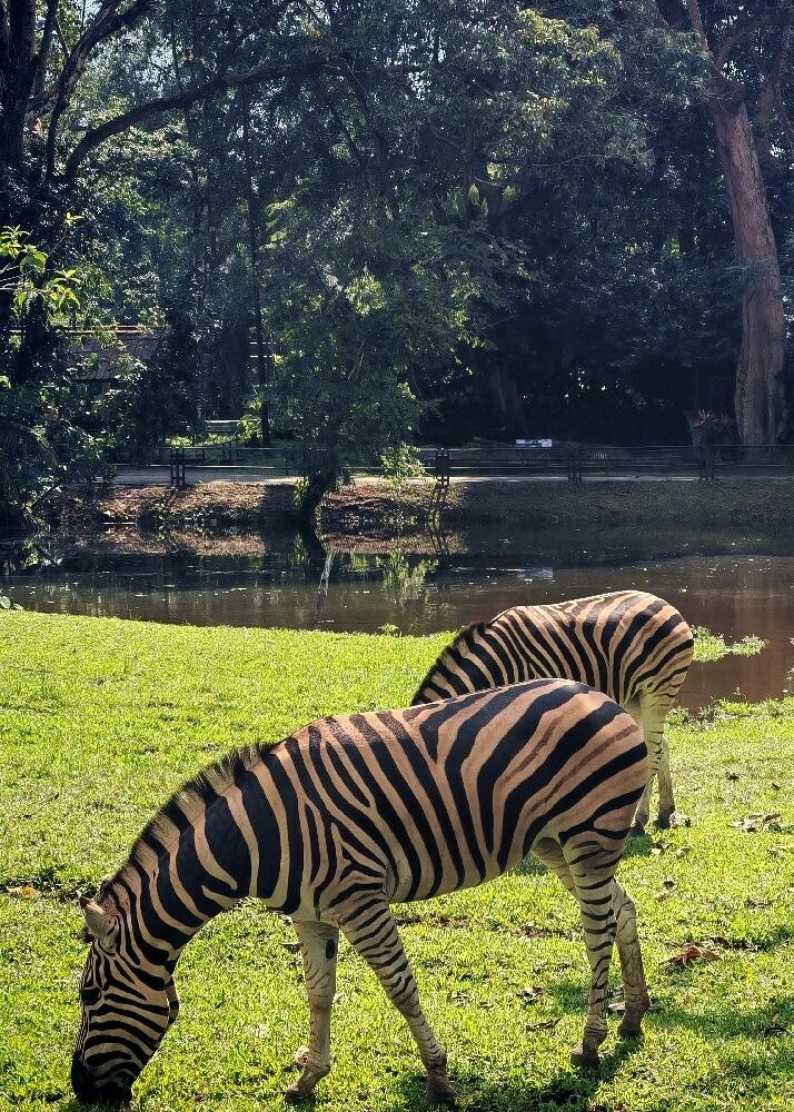 Taiping Zoo & Night Safari
